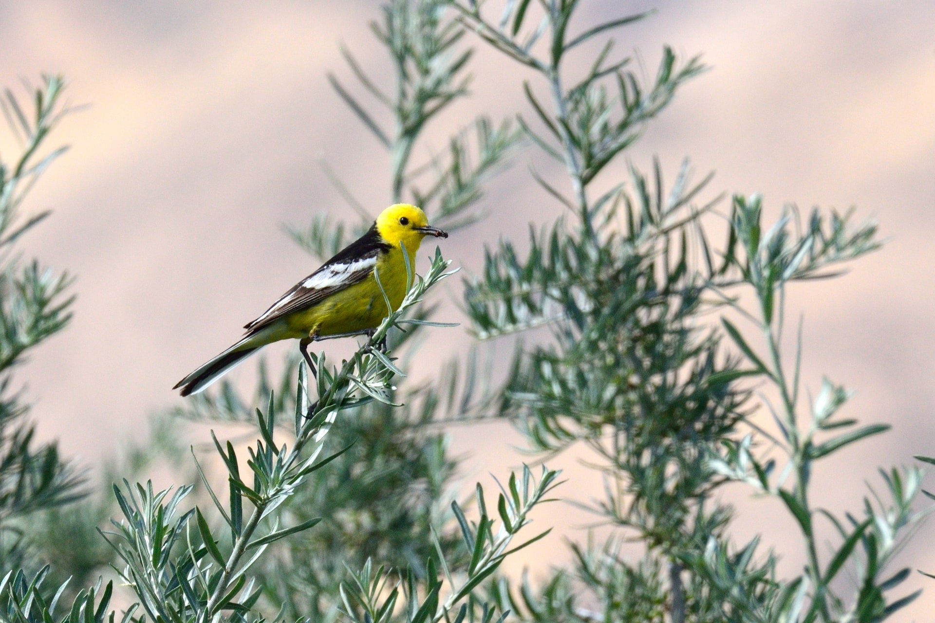 Citrine Wagtail